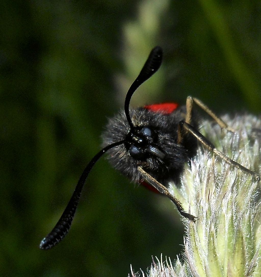 Zygaenidae, Zygaena (Mesembrynus) purpuralis